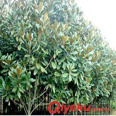 供應花卉綠化工程苗 廣玉蘭小苗批發 2-3-5-8-10公分-沭陽縣萬花軒苗圃提供供應花卉綠化工程苗 廣玉蘭小苗批發 2-3-5-8-10公分的相關介紹、產品、服務、圖片、價格沭陽縣萬花軒苗圃、綠化苗木;果樹;盆景;種子;承接綠化工程