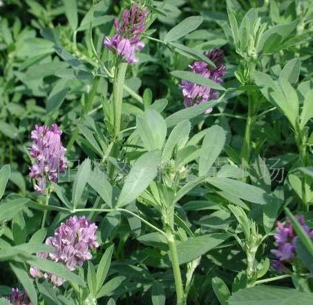 牧草種子普那菊苣、蘇丹草、苦買菜、毛苕子、(圖)