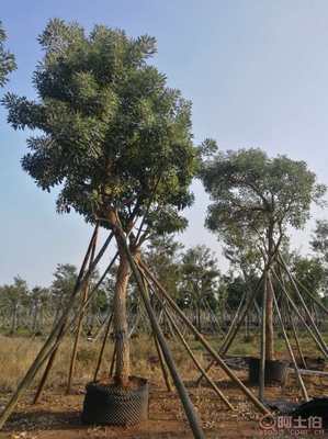 【全冠香樟袋苗供應、種植基地直銷、價格實惠】綠化苗木,價格,廠家,供應商,花木,龍海市東泗興輝園藝場 - 產品庫