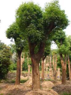 福建大小規(guī)格優(yōu)質(zhì)地栽、移栽香樟樹(shù)苗木銷售 13695986111 王先生_農(nóng)副產(chǎn)品_世界工廠網(wǎng)中國(guó)產(chǎn)品信息庫(kù)