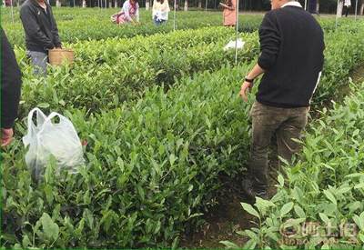 【廣元茶葉苗批量出售#茶葉苗批發(fā)基地】茶樹(shù)苗,價(jià)格,廠家,供應(yīng)商,其他農(nóng)業(yè),雅安市名山區(qū)惠農(nóng)苗木種植農(nóng)民專業(yè)合作社 - 產(chǎn)品庫(kù)