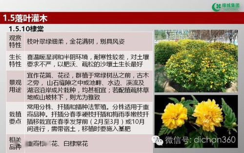 綠城集團園林軟景苗木圖譜與綠化應用